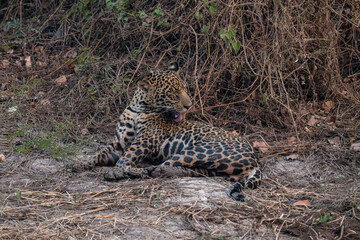 Jaguar in Pantanal, Brazil