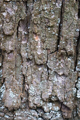 Close-up of a tree bark surface with textured layers and small lichen growth, ideal for nature backgrounds, ecological themes, or design elements.