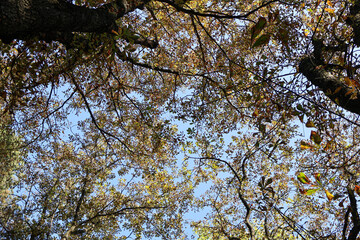 Upward view of a tree canopy with branches and golden autumn leaves against a clear blue sky, perfect for seasonal backgrounds and nature themes.