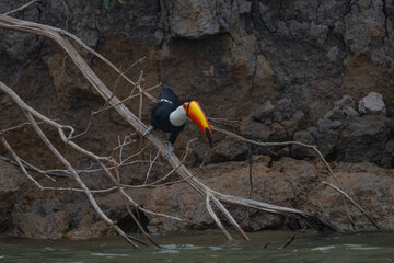 Toucan in Brazil