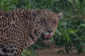 Jaguar in Pantanal, Brazil