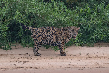 Jaguar in Pantanal, Brazil