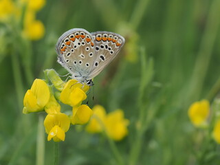 Motyl modraszek ikar na żółtych kwiatach komonicy zwyczajnej