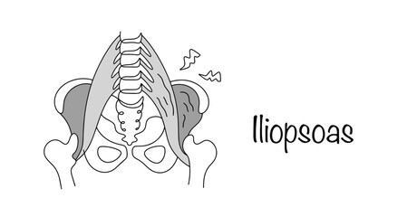 Iliopsoas