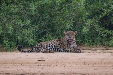 Jaguar in Pantanal, Brazil
