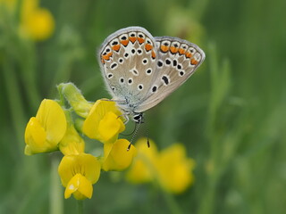 Modraszek ikar (Polyommatus icarus) na kwiatach komonicy zwyczajnej