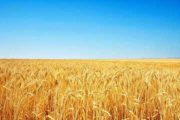 Naklejka premium Expansive Wheat Fields Beneath Azure Skies