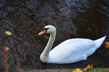 One white mute swan (cygnus olor) swims in autumn lake .Closeup photo . Free copy space.
