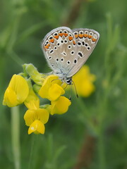 Modraszek ikar (Polyommatus icarus) na kwiatach komonicy zwyczajnej