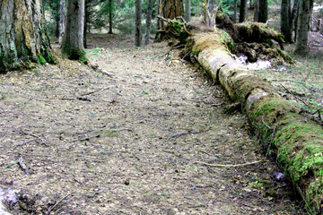 A fallen tree in a coniferous forest, close-up