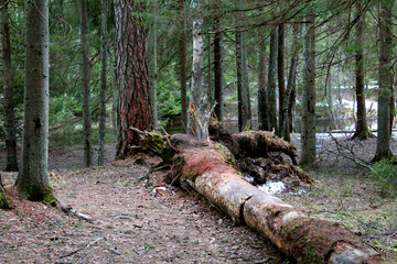 A fallen tree in a coniferous forest, close-up