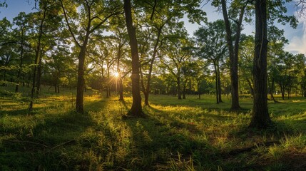 Forest Glade in Golden Sunlight