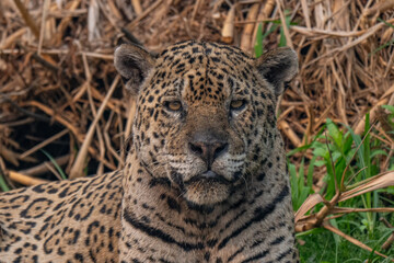 Jaguar in Pantanal, Brazil