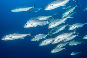 School of amberjacks in the Mediterranean Sea