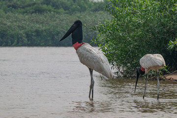 Birds of Pantanal, Brazil