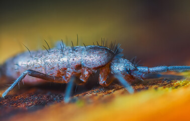 Slender springtail, Orchesella flavescens on wood, close up focus stacked macro photo