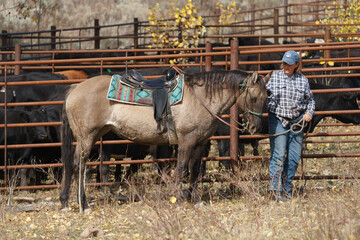 older western woman in jeans walking with buckskin western quarter horse in front of  cattle corrals with black Angus cows in the western US in the fall 