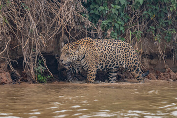 Jaguar in Pantanal, Brazil