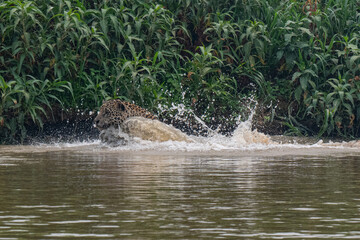 Jaguar in Pantanal, Brazil