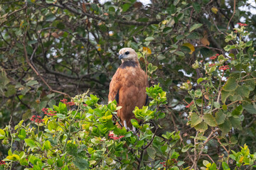 Birds of Pantanal, Brazil