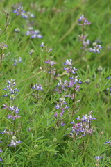 Fototapeta premium Miniature Lupine, Lupinus Bicolor, a handsome native annual displaying terminal raceme inflorescences during Spring in the Santa Monica Mountains.