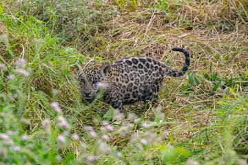 Cute jaguar cub