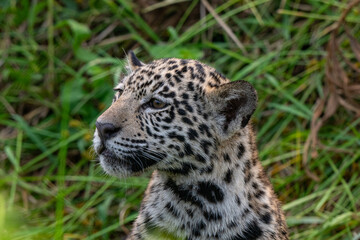 Cute jaguar cub