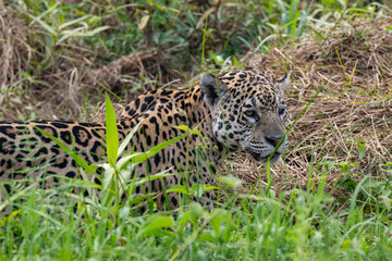 Cute jaguar cub