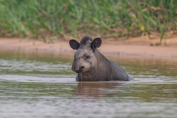 Naklejka premium Tapir in Pantanal, Brazil