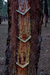 Pine forests of Scots pine Pinus pinaster in the pine forests of Segovia.