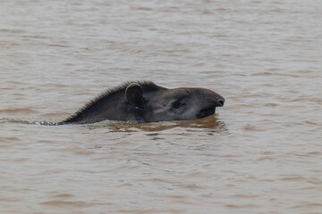 Fototapeta premium Tapir in Pantanal, Brazil