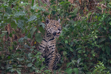 Jaguar in Pantanal, Brazil