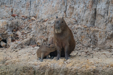 Fototapeta premium Capybara, Brazil