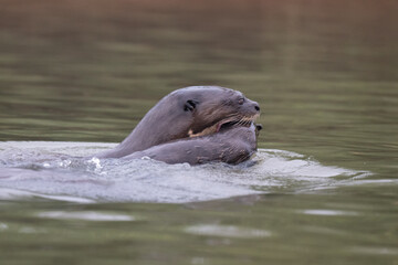 Fototapeta premium Giant otter ,Pantanal, Brazil