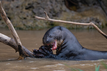 Giant otter in Pantanal, Brazil