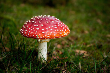 red fly agaric