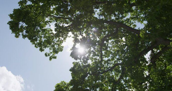sun and tree in summertime