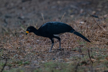 Birds of Pantanal, Brazil