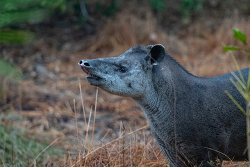 Tapir in Pantanal, Brazil