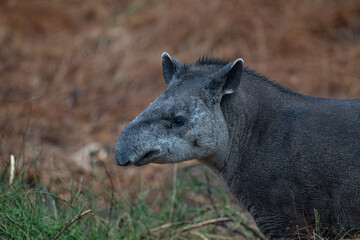 Tapir in Pantanal, Brazil
