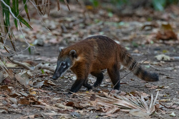 Coati, Brazil