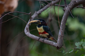 Toucan, Brazil