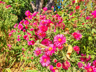 Close-up photo of pink chrysanthemum flowers. Bunch of pink purple chrysanthemum