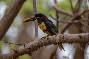 Toucan, Brazil