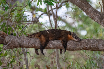 Coati, Brazil