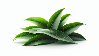 green mango tree leaves on a white background, copy space