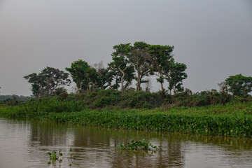 The Great Swamp of Pantanal, Brazil