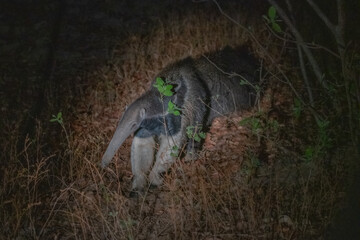 Gaint Anteater, Brazil