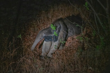 Gaint Anteater, Brazil