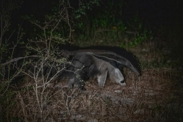 Anteater, Pantanal, Brazil